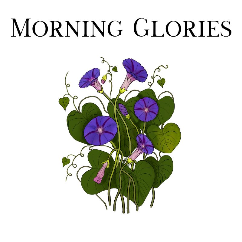 Morning Glories Collection | Floral Spiritual Apparel Apparel Mugs, & More